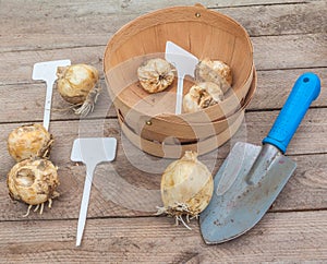 Bulbs of different types of Frisillaria on a garden table