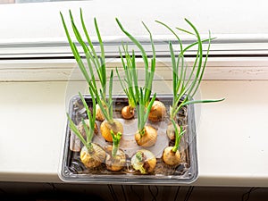 Bulbs with dishes with water for growing herbs