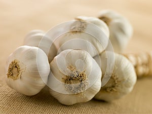 Bulbs of Garlic