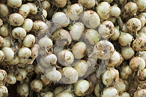 Bulbs of garlic and onions hanging outside a store in Cuba