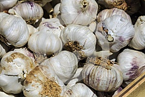 Bulbs of garlic put up for sale