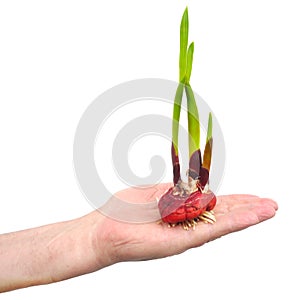 Bulbs of gladiolus flowers isolated on white background. Agriculture, horticulture. Preparing the plant for planting in the ground