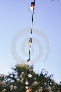 Bulbs hanging from trees, festivity