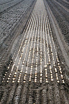 The bulbs lie in long rows in the fields and are covered with soil and straw.