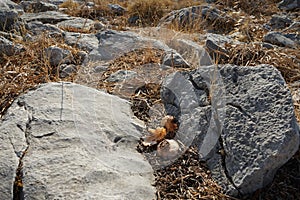 Bulbs lie among the stones on Lardos hill. Rhodes Island, Greece