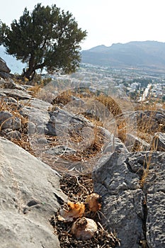 Bulbs lie among the stones on Lardos hill. Rhodes Island, Greece