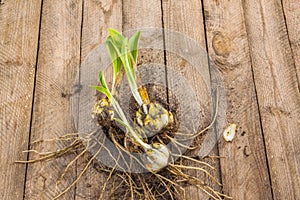 Bulbs Lilium candidum on a wooden background.