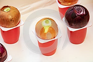 Bulbs in plastic containers on the windowsill close up