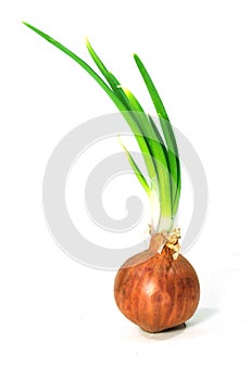 Bulbs of red onion