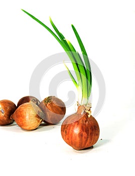 Bulbs of red onion