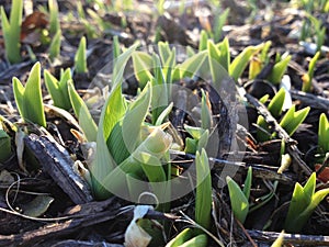 Bulbs Sprouting from Underground out of Mulch in Spring