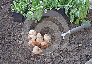 bulbs of tuliips on the soil with viola flowers
