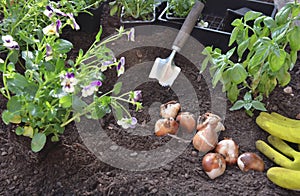 bulbs of tuliips on the soil with viola flowers to plant