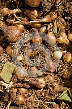 Bulbs of tulip