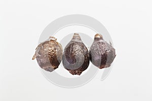 Bulbs of a Zephyrantes citrina flower