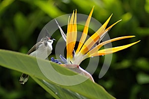 Bulbul on Bird of Paradise flower