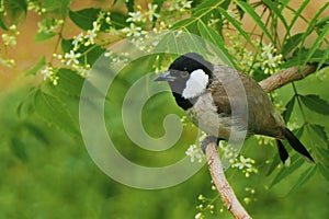 Bulbul bird sitting in a neem tree