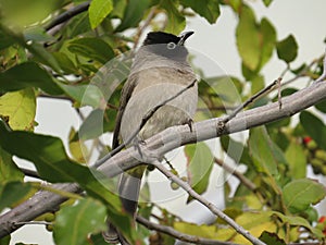 Bulbul bird on tree looking up