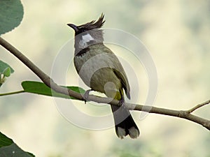 Bulbul on branch