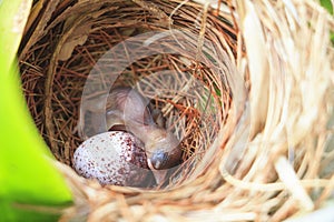 Bulbul chick and egg in nest