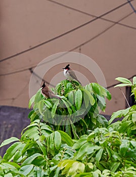 Bulbul couple on a tree