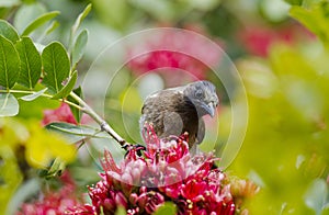 Bulbul feeding on flowers