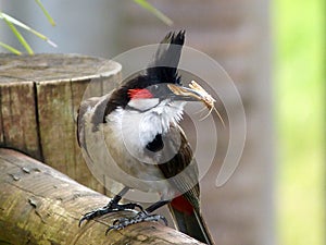 Bulbul parent with food for the fledging