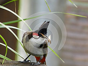 Bulbul parent with food for the fledging