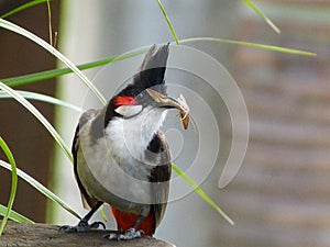 Bulbul parent with food for the fledging