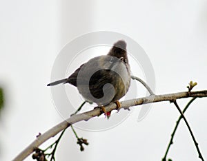 Bulbul Perched Chirping Amid Spring Season