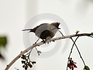 Bulbul Perched Chirping during Spring