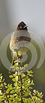 Bulbul Pycnonotidae perched on a branch of a spekboom.