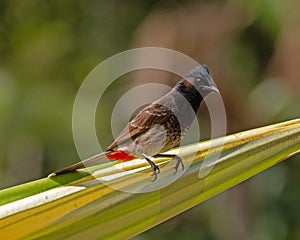 Bulbul Red-Vented