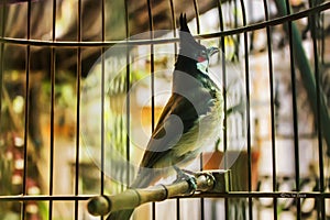 Bulbul singing in aviary