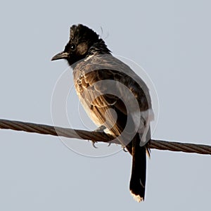 bulbuls