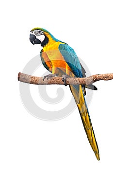 Bule gold yellow macaw isolated on white background with clipping path.