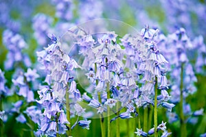 Blue Spanish bluebell Hyacinthoides hispanica flowers in the field photo