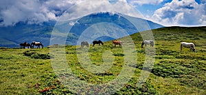 Bulgaria beauties - mountain Stara planina