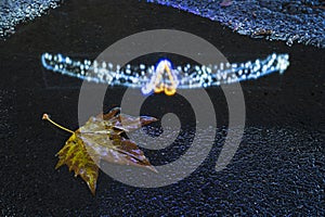 Autumn leaves fell after the rain, and Christmas lights are reflected in the water