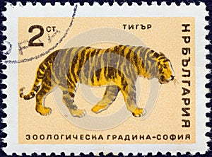 BULGARIA - CIRCA 1966: A stamp printed in Bulgaria shows a Tiger