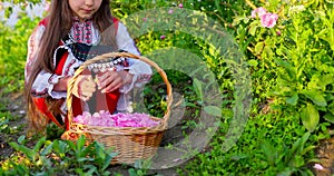 Bulgaria oil bearing rose damascena field and beautiful woman young bulgarian girl in ethnic folklore clothing picking roses