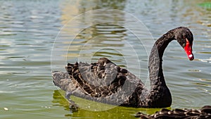 Bulgaria Samokov Black swan swims in a lake in the town of Samokov.
