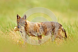 Bulgaria wildlife, Balkan in Europe. Golden jackal, Canis aureus, feeding scene on meadow, Madzharovo, Eastern Rhodopes. Wild dog