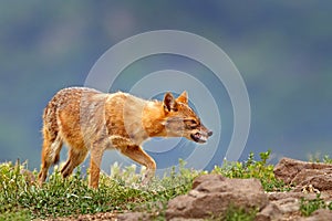 Bulgaria wildlife, Balkan in Europe. Golden jackal, Canis aureus, feeding scene on meadow, Madzharovo, Eastern Rhodopes. Wild dog