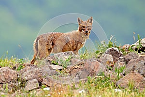 Bulgaria wildlife, Balkan in Europe. Golden jackal, Canis aureus, feeding scene on meadow, Madzharovo, Eastern Rhodopes. Wild dog