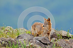 Bulgaria wildlife, Balkan in Europe. Golden jackal, Canis aureus, feeding scene on meadow, Madzharovo, Eastern Rhodopes. Wild dog