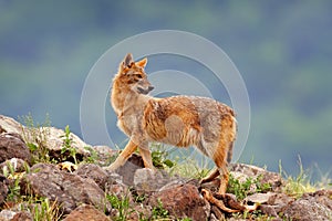 Bulgaria wildlife, Balkan in Europe. Golden jackal, Canis aureus, feeding scene on meadow, Madzharovo, Eastern Rhodopes. Wild dog