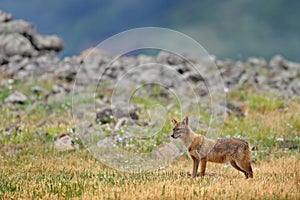 Bulgaria wildlife, Balkan in Europe. Golden jackal, Canis aureus, feeding scene on meadow, Madzharovo, Eastern Rhodopes. Wild dog