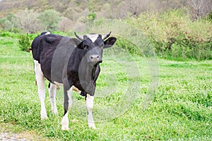 Bulgarian Black White Domestic Cow `Bos Taurus` mammal