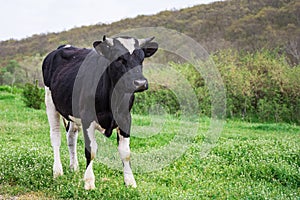 Bulgarian Black White Domestic Cow `Bos Taurus` mammal